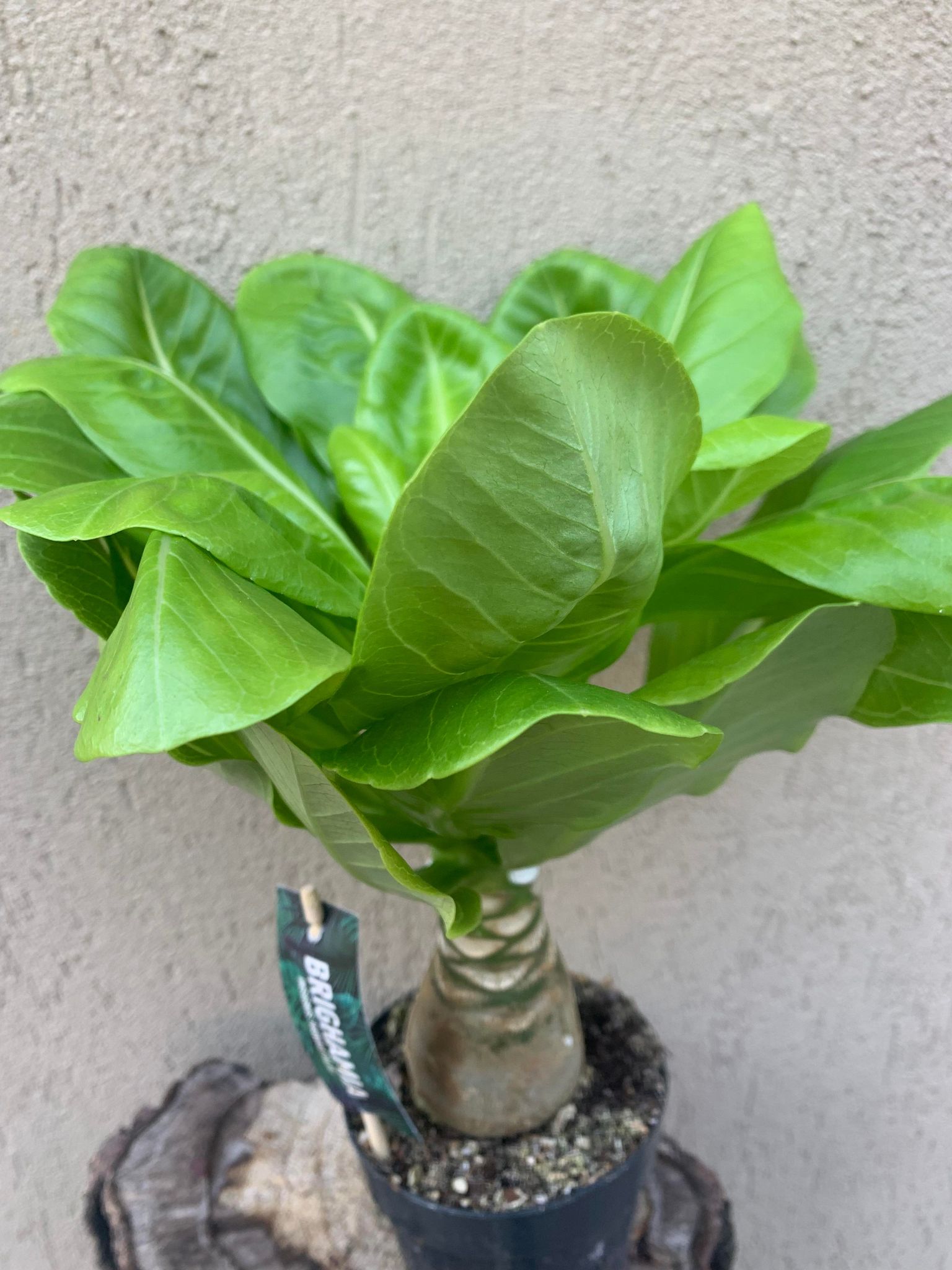 Palmier Brighamia Insignis