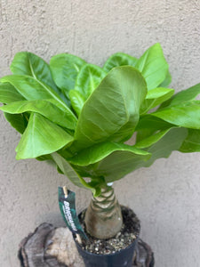 Palmier Brighamia Insignis