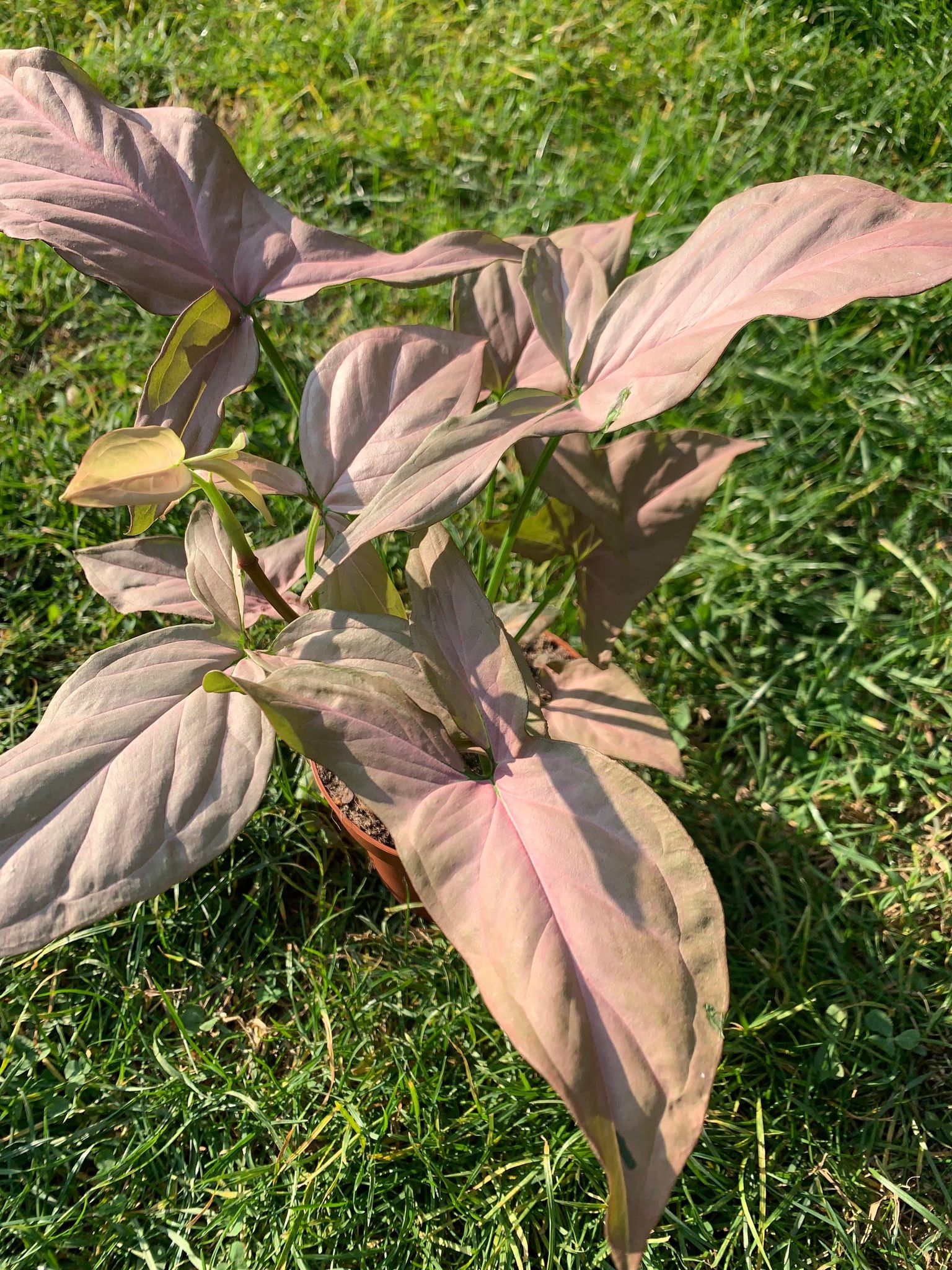 Syngonium Neon Arrow