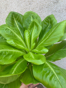 Palmier Brighamia Insignis