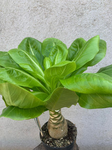 Palmier Brighamia Insignis
