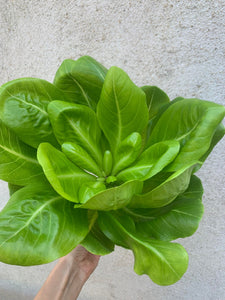 Palmier Brighamia Insignis