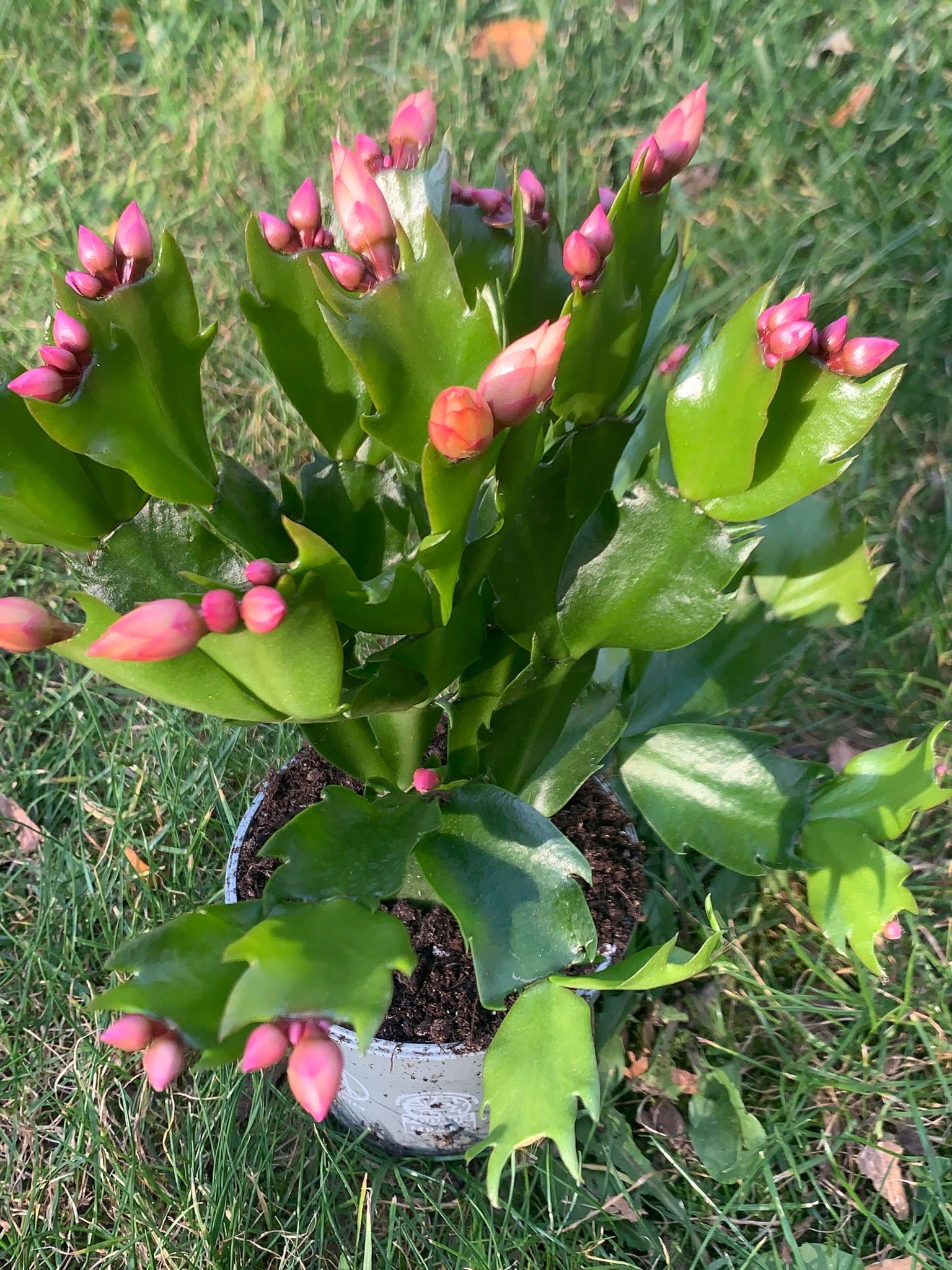 Schlumbergera/Craciunita/Cactusul Craciunului (galbena)