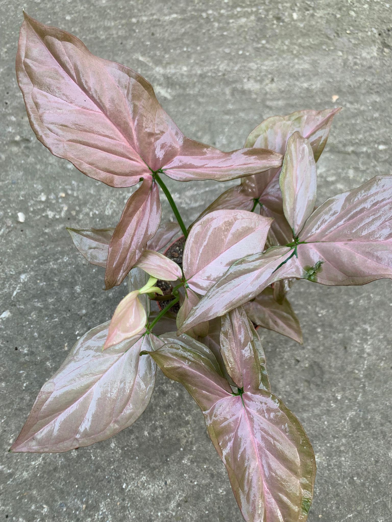 Syngonium Neon Arrow