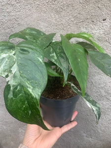 Epipremnum Albo Variegat