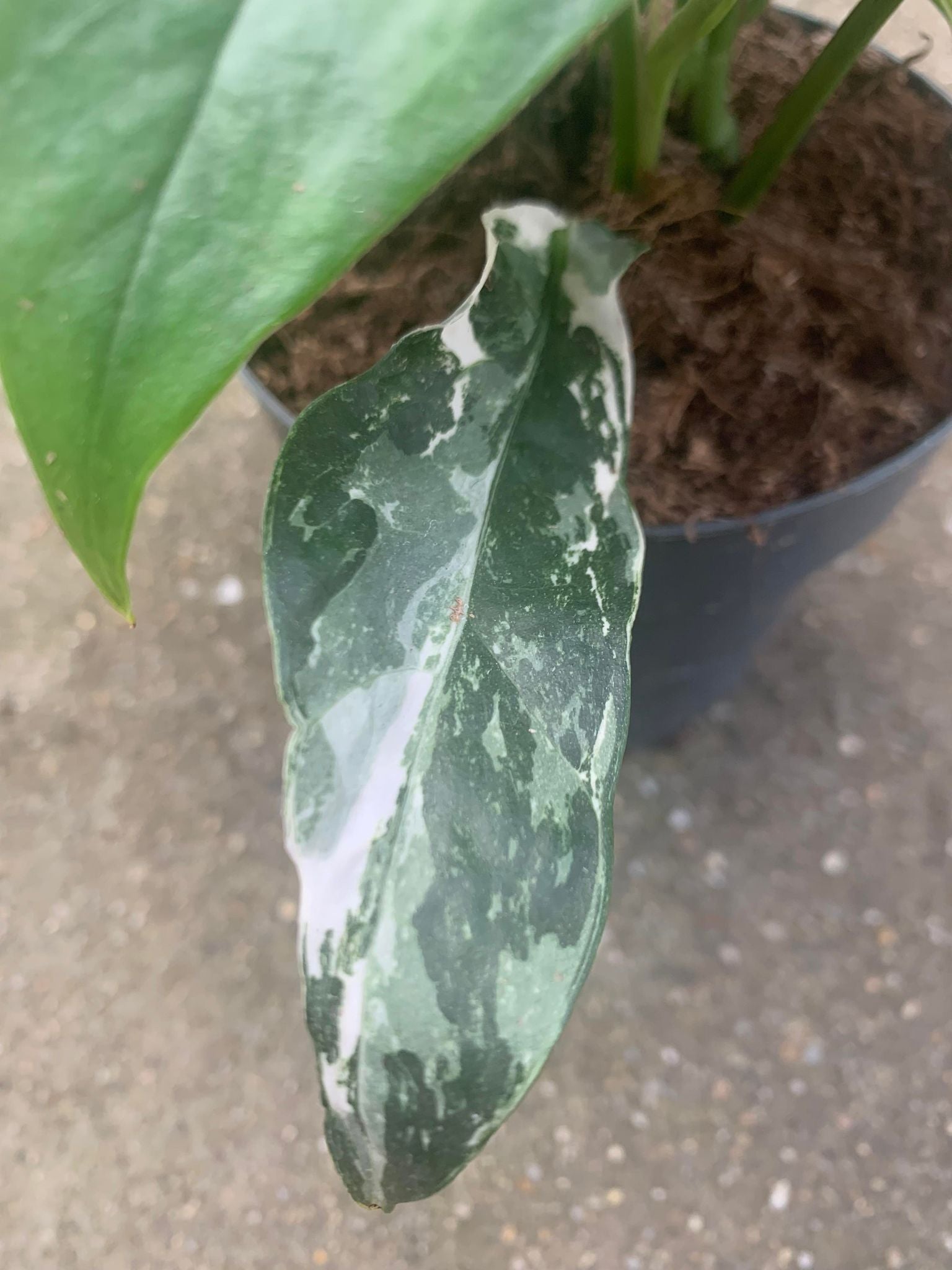 Epipremnum Albo Variegat