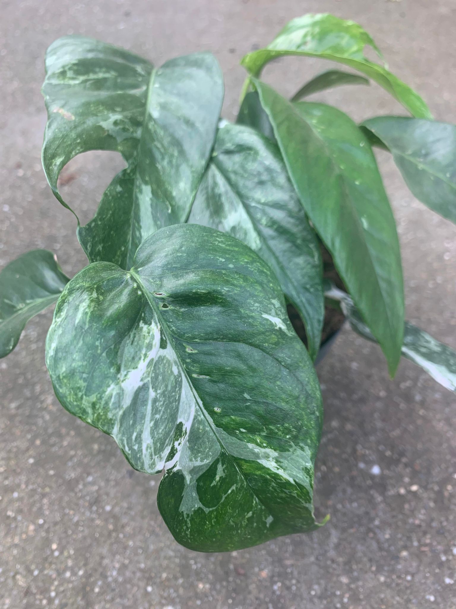 Epipremnum Albo Variegat