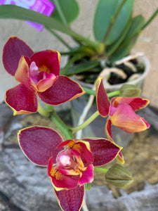 Phalaenopsis Sogo Red, semipelorica