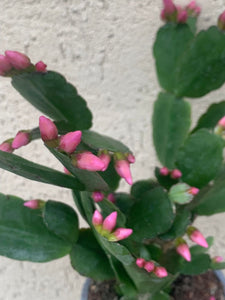 Cactusul Pastelui/Rhipsalidopsis roz pal