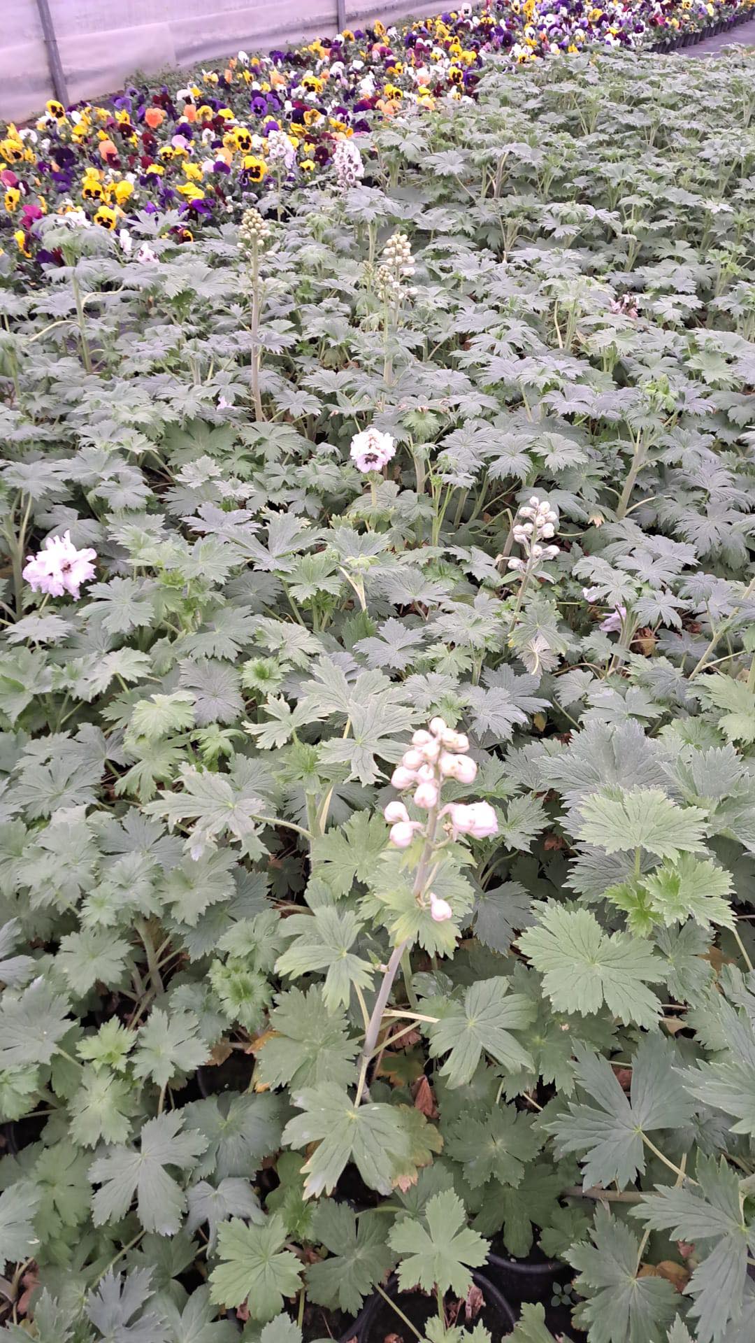 Delphinium/Nemtisor