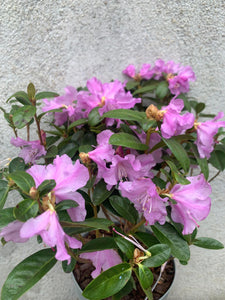 Rhododendron Praecox (fara flori)