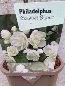 Iasomie Philadelphus Bouquet Blanc