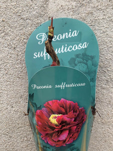 Bujor arbustiv/Paeonia Suffruticosa