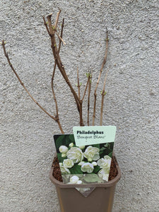 Iasomie Philadelphus Bouquet Blanc