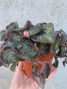 Episcia Pink Panther