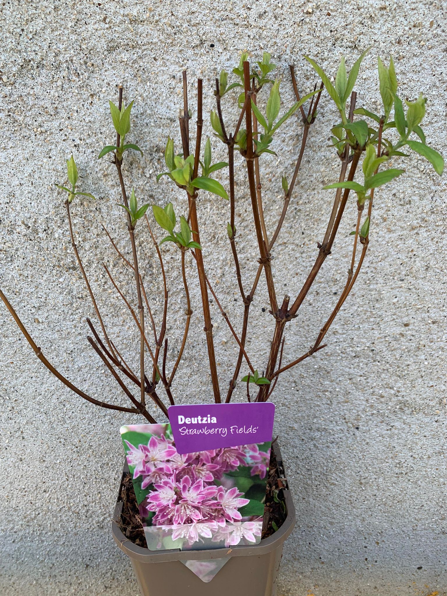 Deutzia Strawberry