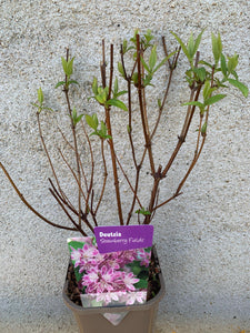 Deutzia Strawberry