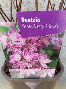 Deutzia Strawberry