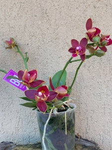 Phalaenopsis Sogo Red, semipelorica