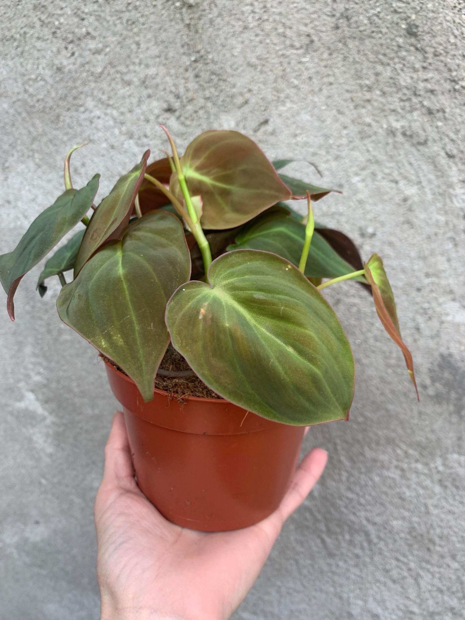 Philodendron Scandens Micans