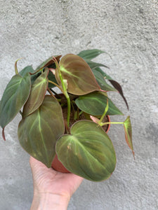 Philodendron Scandens Micans