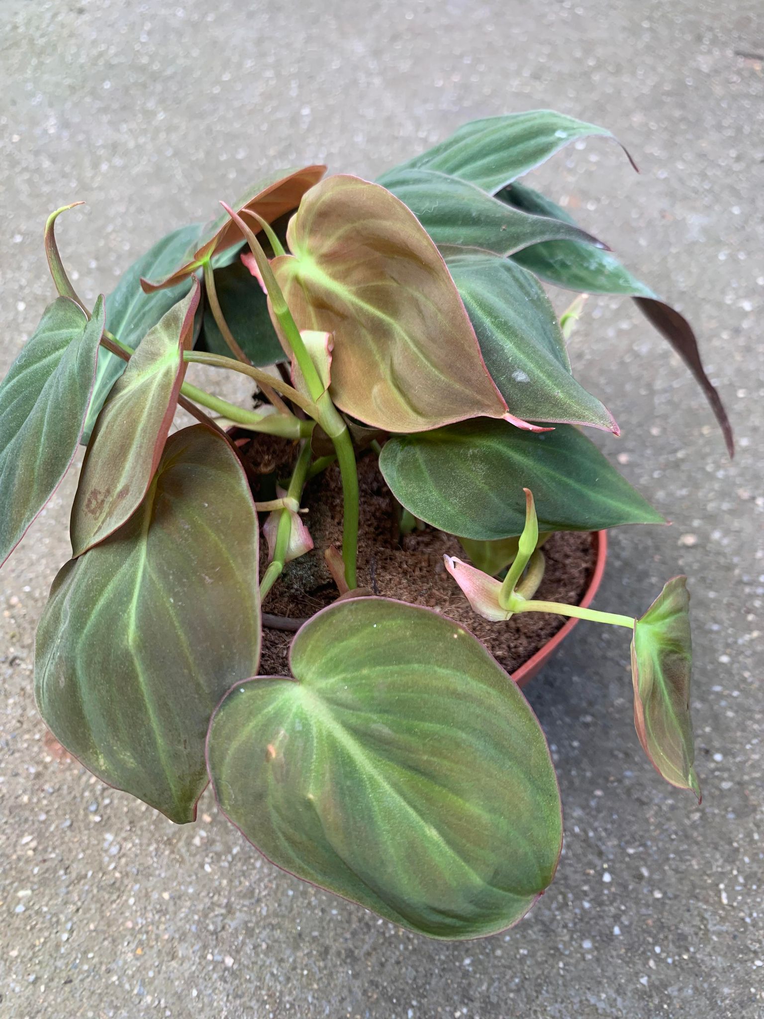 Philodendron Scandens Micans