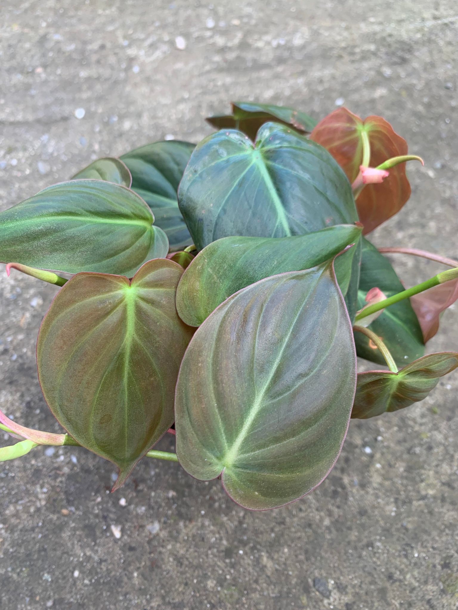 Philodendron Scandens Micans