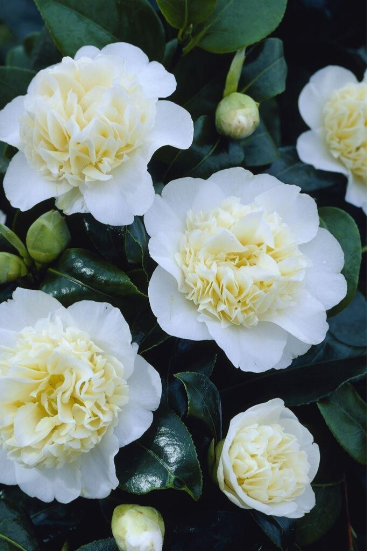 Camelia Brushfield Yellow