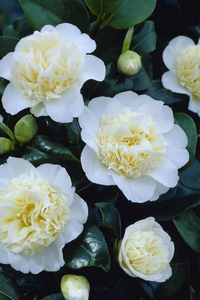 Camelia Brushfield Yellow