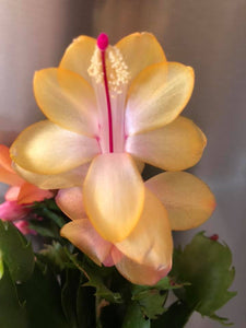 Schlumbergera/Craciunita/Cactusul Craciunului (galbena)