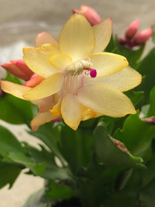 Schlumbergera/Craciunita/Cactusul Craciunului (galbena)