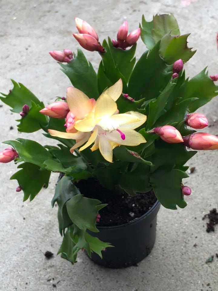 Schlumbergera/Craciunita/Cactusul Craciunului (galbena)