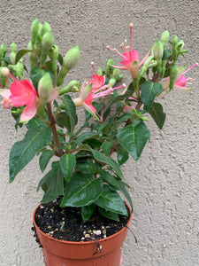 Fuchsia Walz Jubelteen