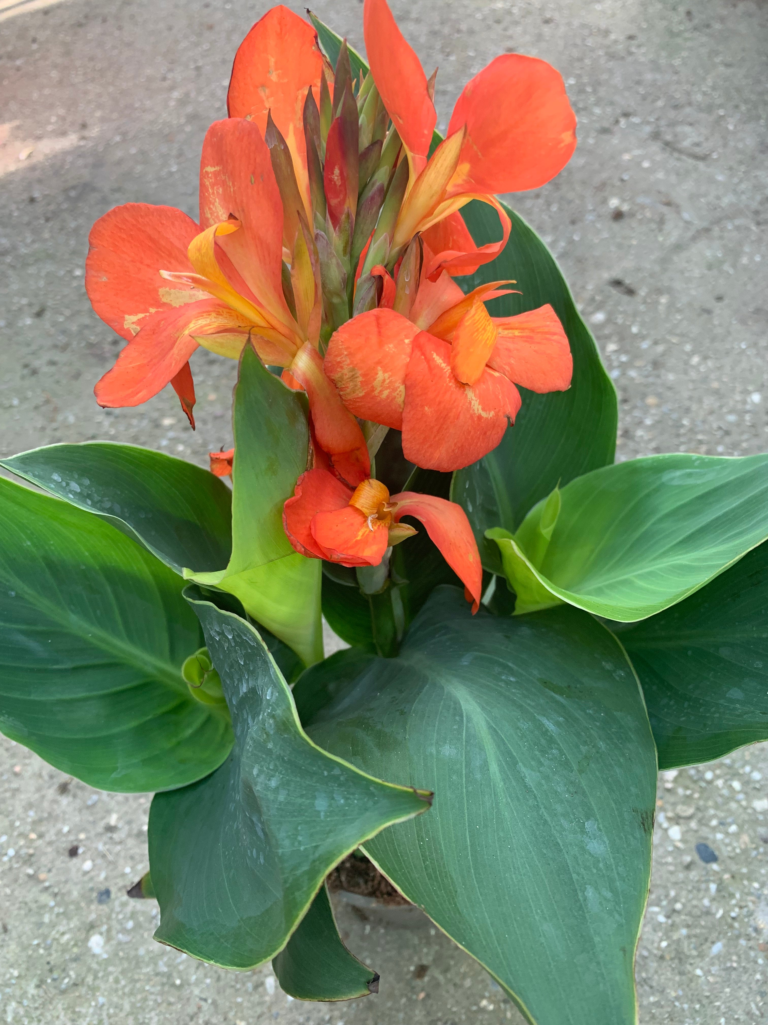 Canna Indica portocalie