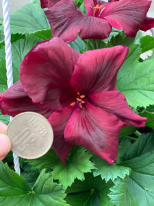 Muscata nobila Regalia Chocolate, ghiveci agatator