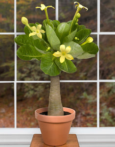 Palmier Brighamia Insignis