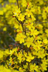 Jasminum Nudiflorum/Iasomie de iarna.