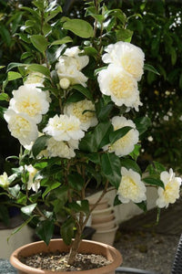 Camelia Brushfield Yellow