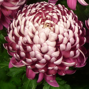 Crizantema floare mare Casimir