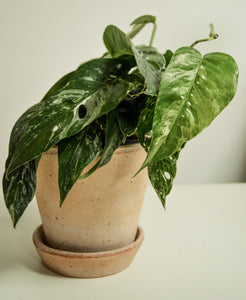 Epipremnum Albo Variegat