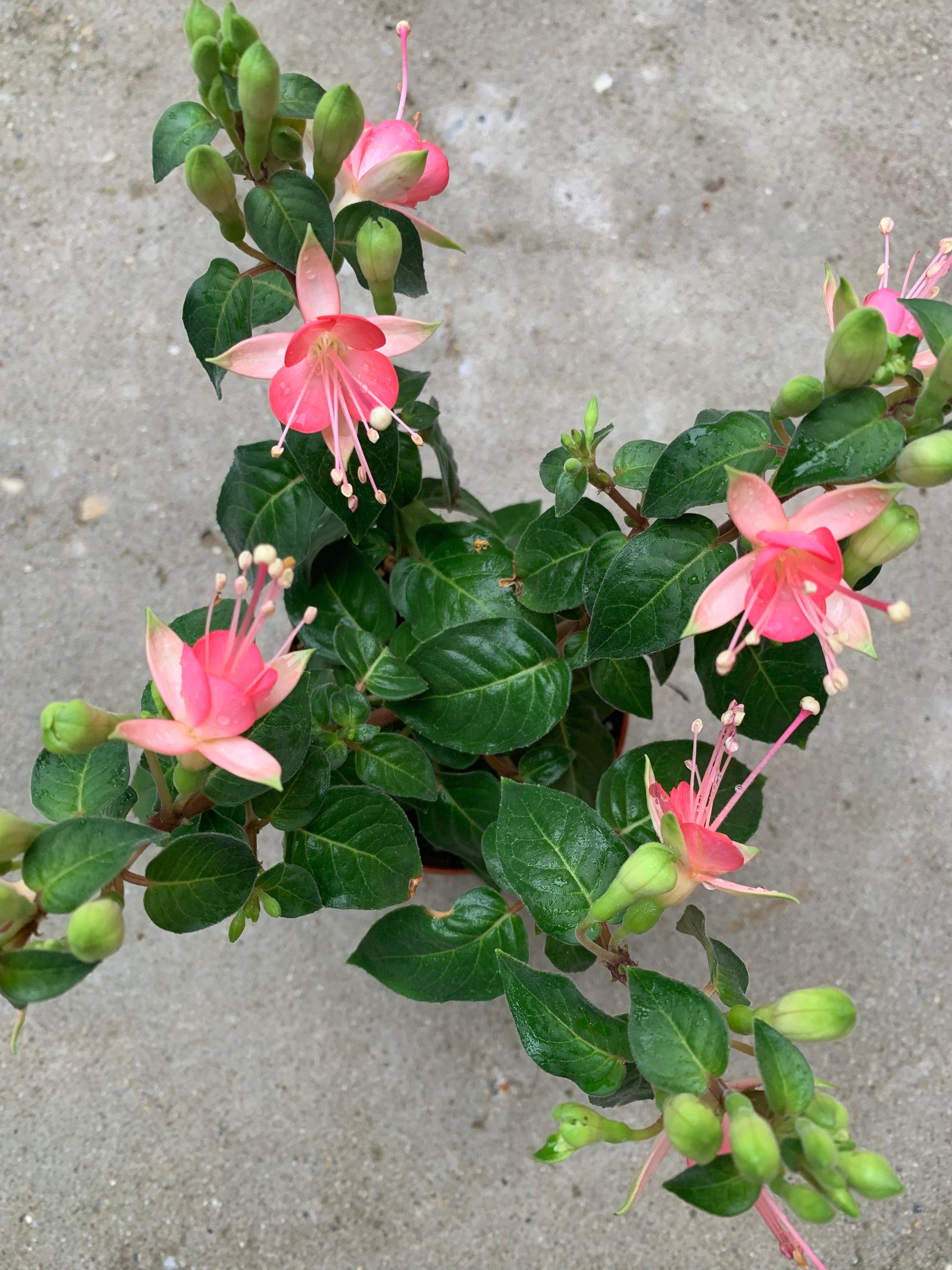 Fuchsia Walz Jubelteen