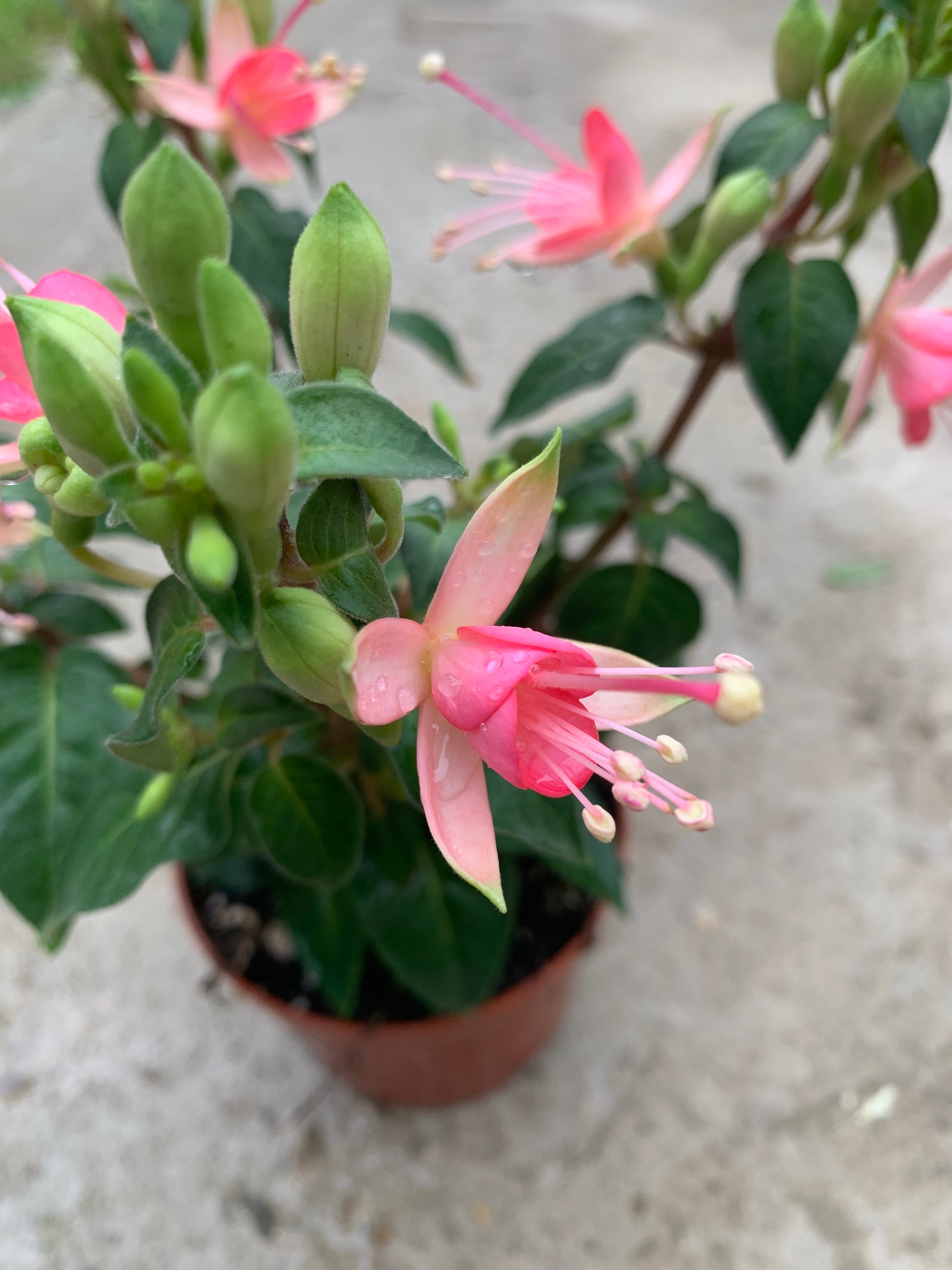 Fuchsia Walz Jubelteen
