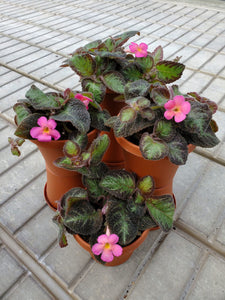 Episcia Pink Panther