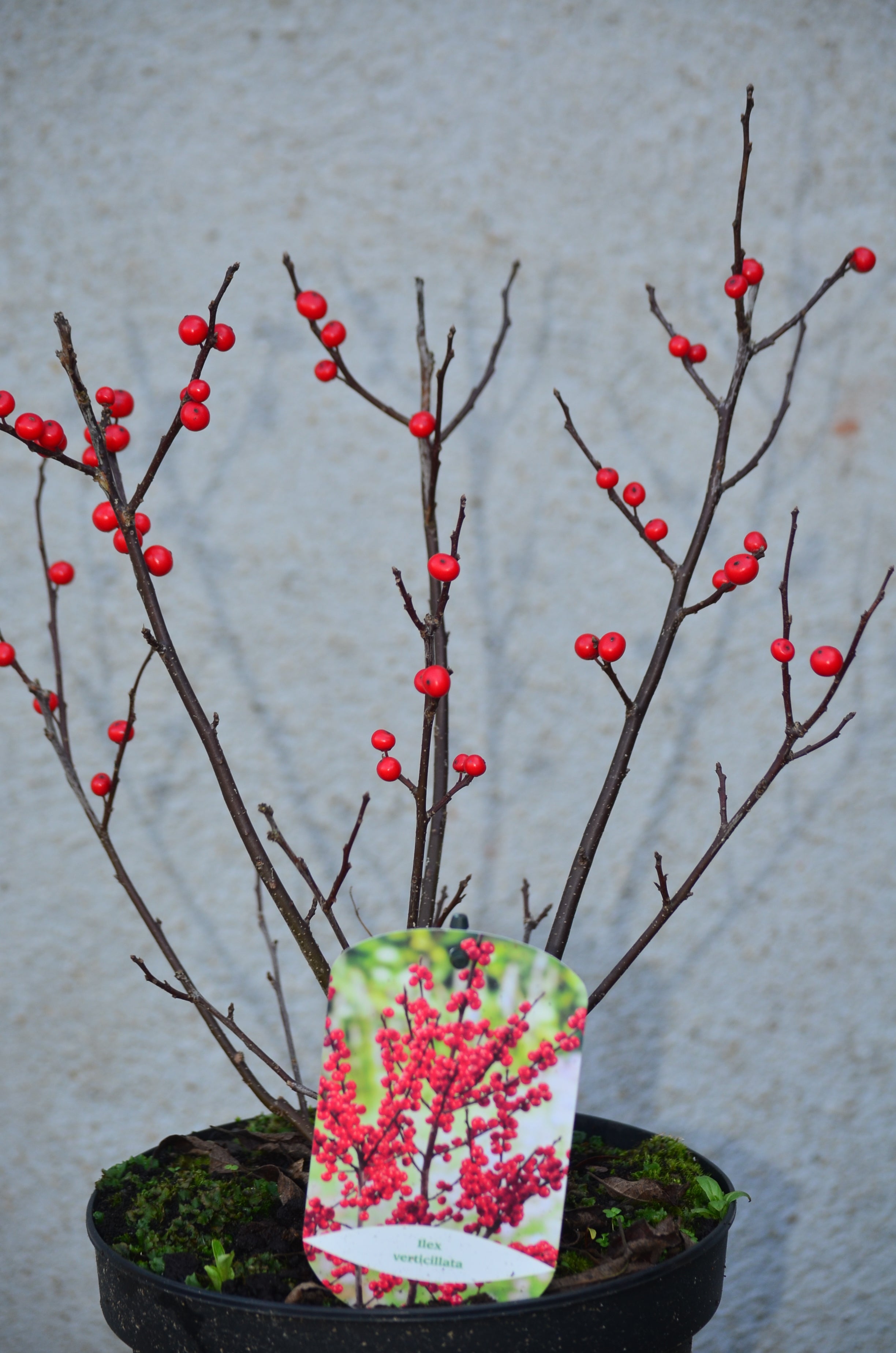Ilex Verticilata