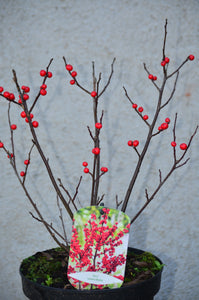 Ilex Verticilata