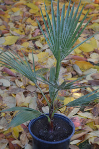 Palmier Washingtonia Filifera