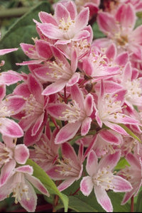 Deutzia Strawberry