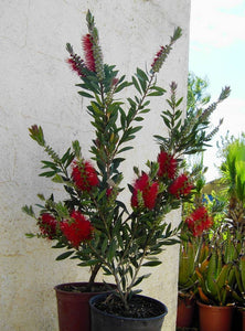 Callistemon