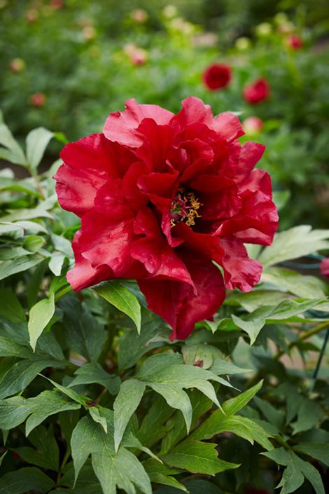 Bujor arbustiv/Paeonia Suffruticosa