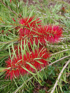 Callistemon
